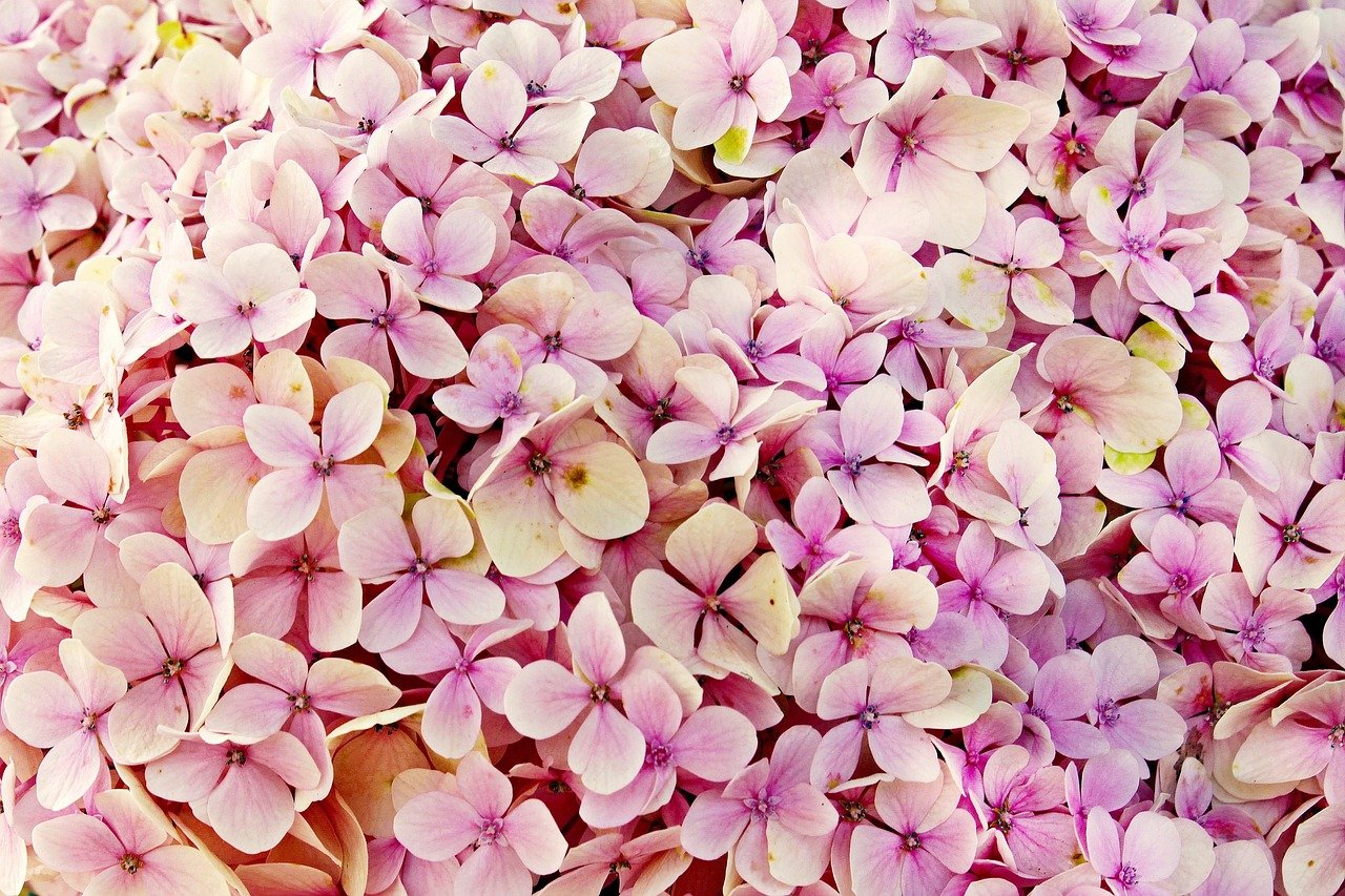 hydrangea, flower, nature