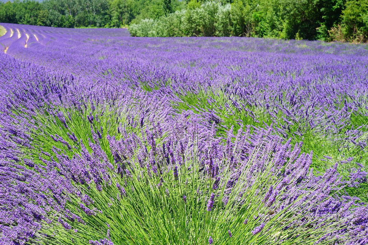 lavender field, flowers, purple