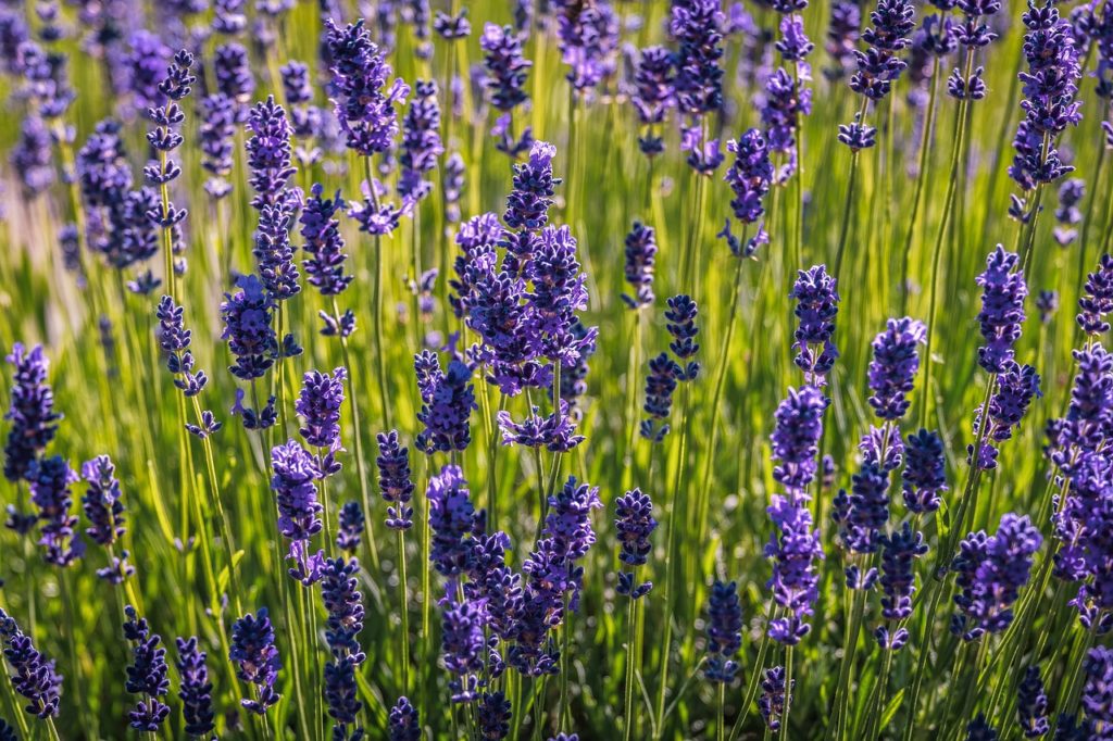 lavender, flowers, purple