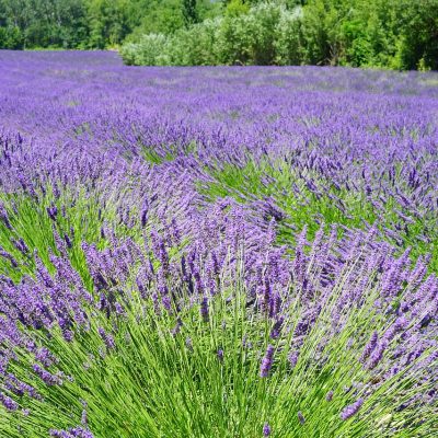 lavender field, flowers, purple