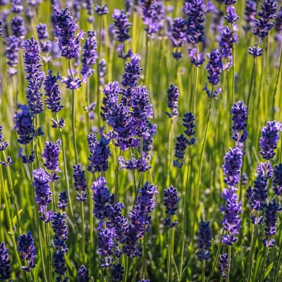 lavender, flowers, purple